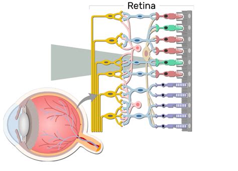 Retina Anatomy And Physiology Getbodysmart