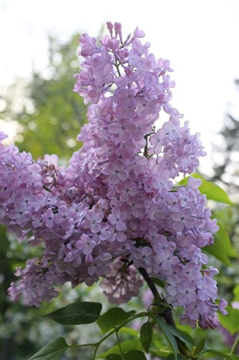 The Most Highly Scented Lilacs Lilac Fragrant Plant Beautiful Flowers