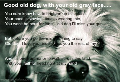Beautiful Old Dog Quotes