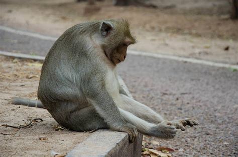 Sad Monkey Stock Photos Pictures And Royalty Free Images Istock