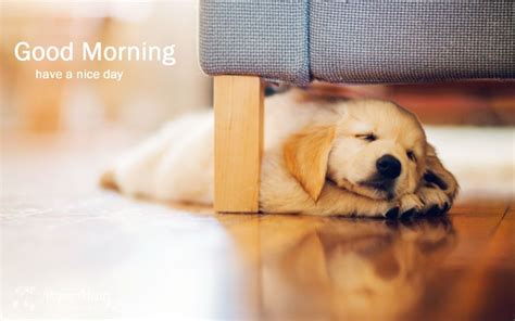 Good Morning Cute Puppy Hd Pictures Good Morning