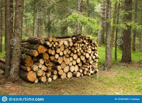Pile Of Wood Freshly Cut In A Forest Stock Image Image Of Brown