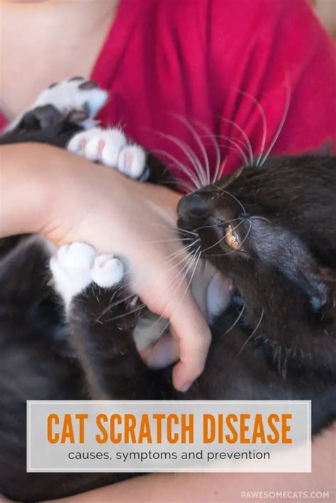 Understanding Cat Scratch Disease Pawesome Cats