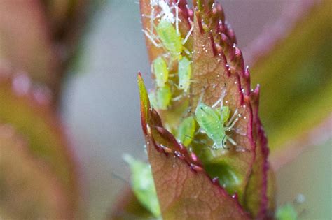 So tricksen sie läuse im garten aus. Lausalarm im Garten