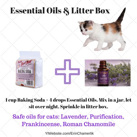 In fact, in the first place, it is safe to make use of essential oils and the purchase is. Essential Oils For Animals | Essential oils dogs ...
