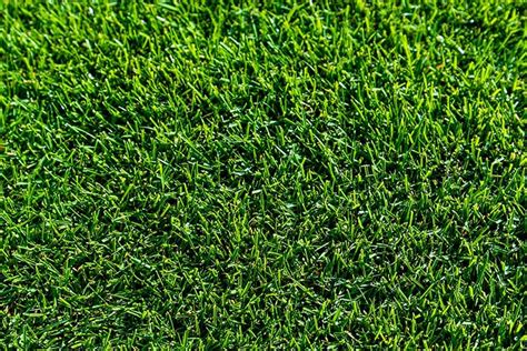 Tiftuf Hybrid Bermuda The Smart Choice For Australian Lawns Greenway