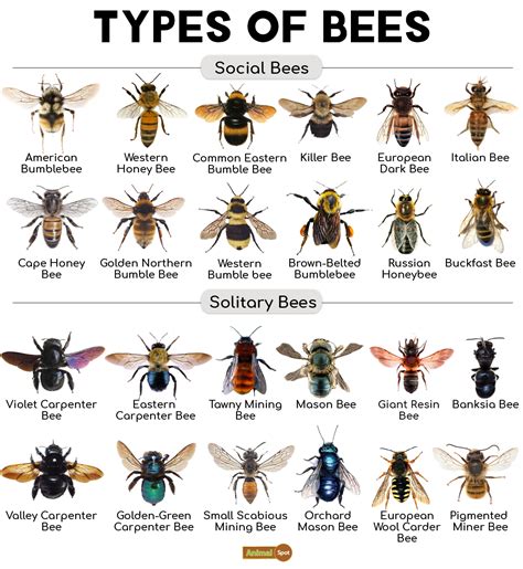 Honey Bee Types Chart