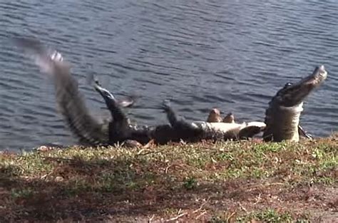 Watch Incredible Moment Two Alligators Sink Teeth Into Each Other