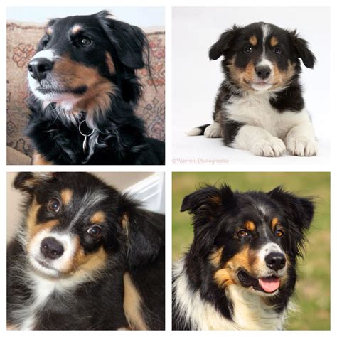 The parents have sweet temperaments, nice build, and strong h… Tri-Color Border Collie | Border collie, Collie