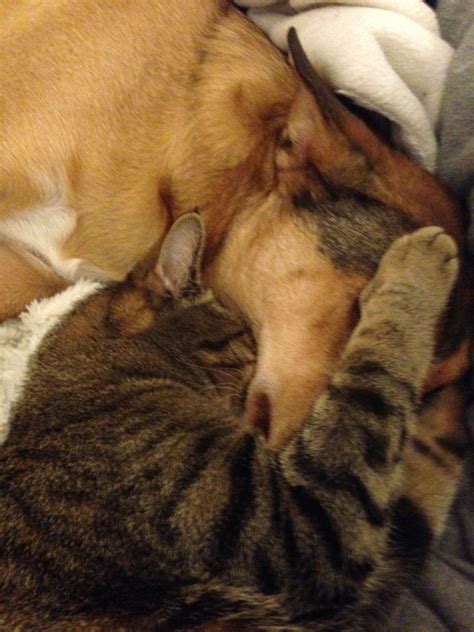 My Dog And Cat Cuddling In Bed Cat Cuddle Pets Dog Cat