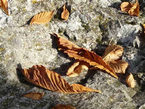 картинки : дерево, камень, цветок, сухой, Дикая природа, Осень, Коричневый, время года, Фауна ...