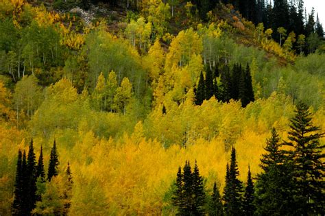 Aspen Trees With Fall Color Brighton Utah Aspen Trees Fall Colors
