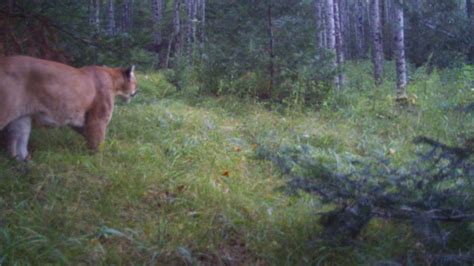 Dnr Releases Cougar Count With Confirmed Sightings In Michigan Wpbn