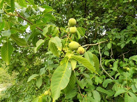 Types Of Tree Nuts