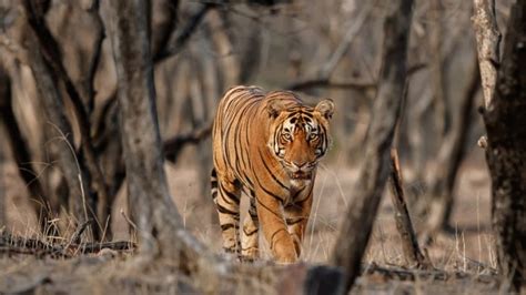 The 7 Best Places To See Tigers In India