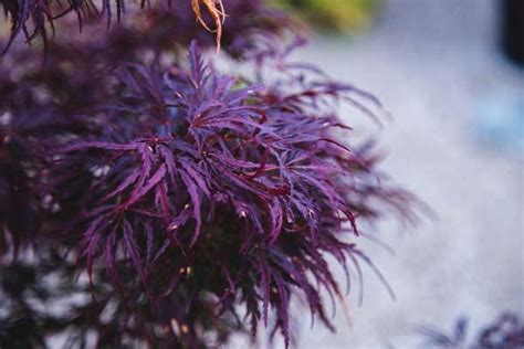 Departments Japanese Maple Laceleaf Tamukeyama 5 Gallon