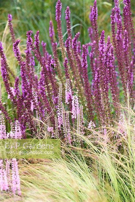 Salvias And Grasses Stock Photo By Carole Drake Image 1356278
