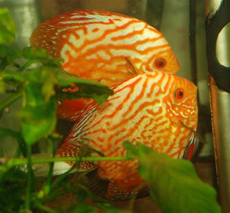 Discus Tropical Fish Wallpapers Hd Desktop And Mobile