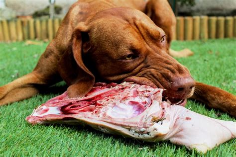 A raw food diet for dogs can be a healthy alternative. Best Raw Dog Food: Benefits Of Eating Raw Food