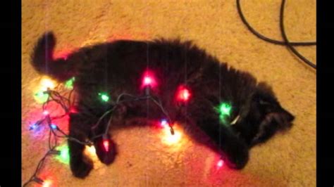 Cute Cat Loves Christmas Lights Youtube