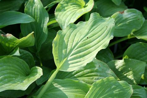 Hosta Royal Standard Funkie Herzblattlilie Gräfin Von Zeppelin