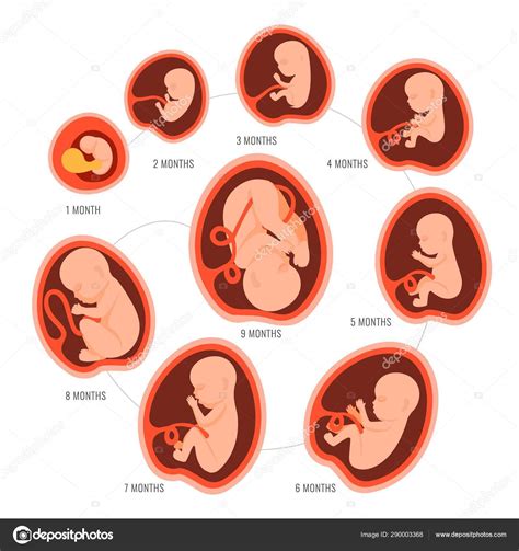 Embarazo Feto Desarrollo Fetal Crecimiento De La Etapa Del Mes