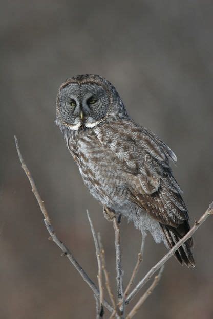 Great Gray Owl Or Cinereous Owl Great Grey Owl Gray Owl Owl Facts
