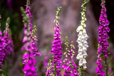 There are annual and perennial varieties of lupines. What Does Annual vs Perennial Mean? | DIYIdeaCenter.com