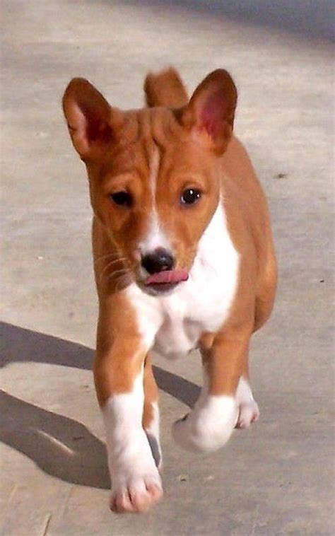 Basenji Puppies Basenji Puppy Cute Dogs Dog Breeds