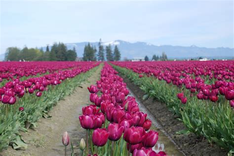 The Skagit Valley Tulip Festival In Mt Vernon Wa