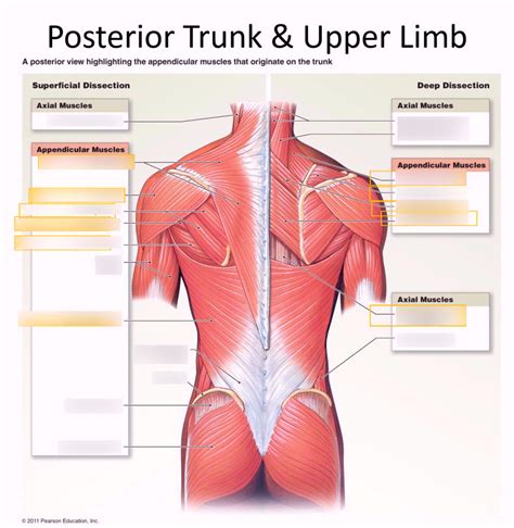 Posterior Trunk Upper Limb 2 3 Diagram Quizlet