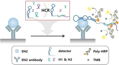 Schematic Illustration Of The Hcr Based Aptamer Antibody Hybrid Elona