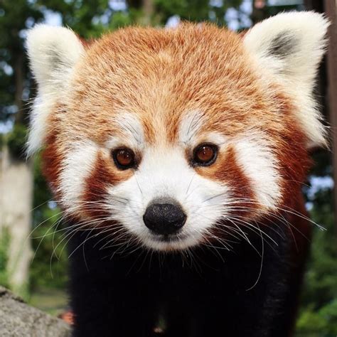 Female Red Panda At Longleat Park Animals And Pets Crazy Animals