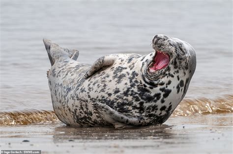 Top 171 Funny Seal Pictures