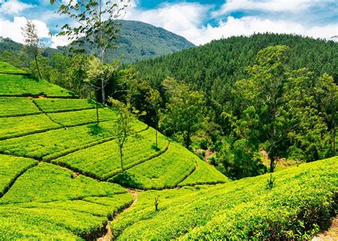 Visit Nuwara Eliya On A Trip To Sri Lanka Audley Travel