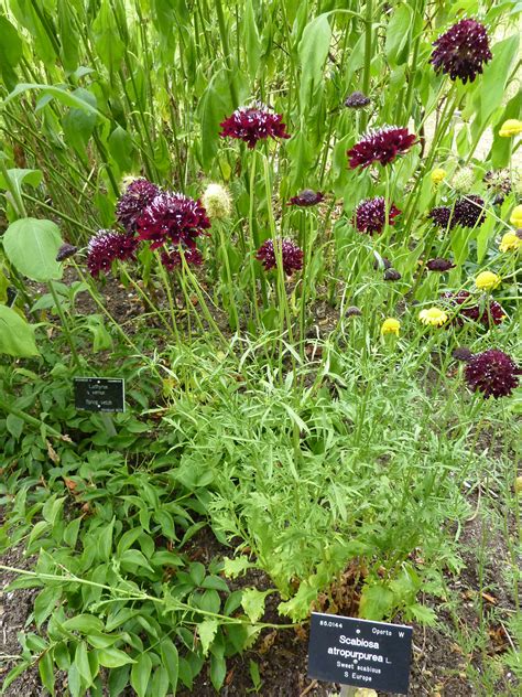 Filescabiosa Atropurpurea Sweet Scabious Dipsacaceae Plant