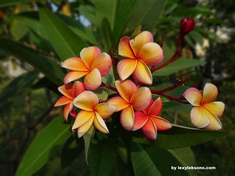Cara Merawat Bunga Kamboja Hingga Berbunga Lebat Jual Polybag Murah