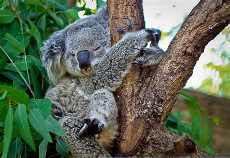 Tree Hugging Koala ~ Thailand