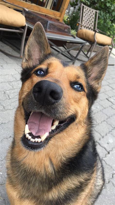The german shepherd husky mix is known to be chewer and to have a powerful jaw which, if not channeled correctly, could mean the demise of your furniture. German Shepherd/Husky mix makes for a pretty cute doggo ...