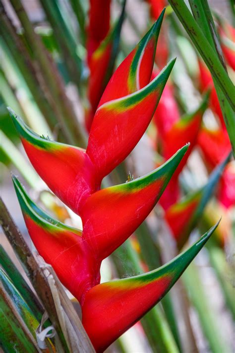 Heliconia Flower Free Stock Photo Public Domain Pictures