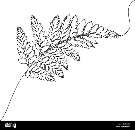 Fern Plant Drawing