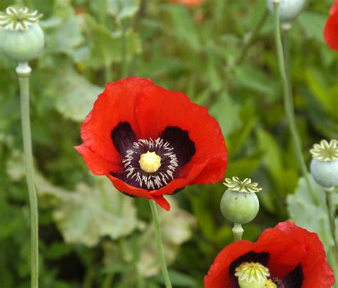 Opium Poppy Flowers Papaver Somniferum Opiate Addiction And Treatment Resource