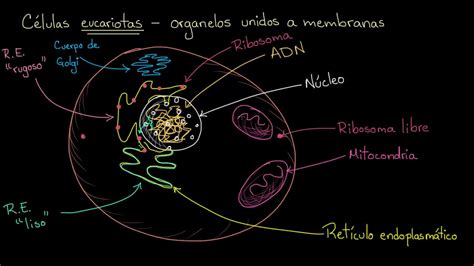 Organelos En Células Eucariotas Khan Academy En Español Youtube