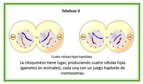 Meiosis Timeline Timetoast Timelines