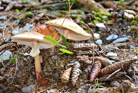 Mushrooms In Georgia All Mushroom Info