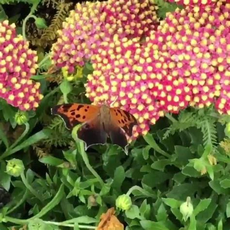 Butterfly Pees While Sitting On Flower Jukin Licensing