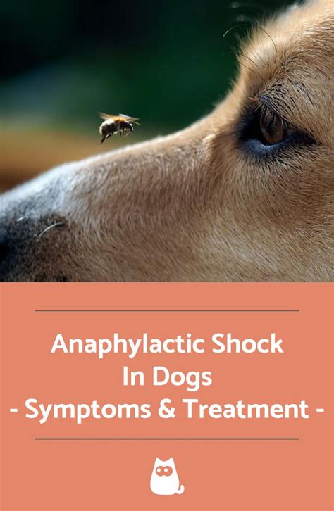 Anaphylactic Shock In Dogs Symptoms And Treatment Anaphylactic