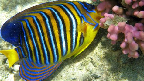 5 Beautiful And Common Reef Fish Of Indonesia Aquaviews