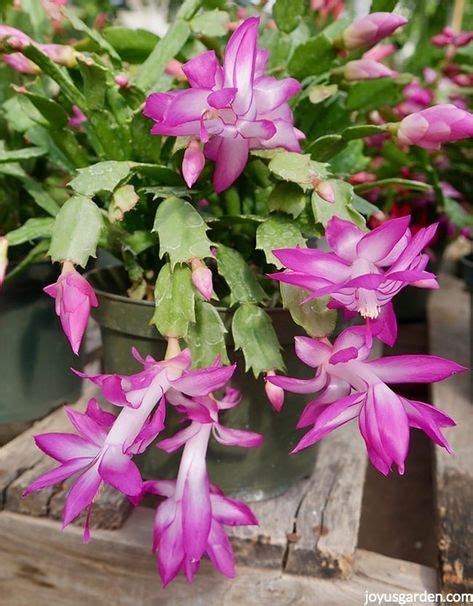 The christmas cactus, schlumbergera, is actually a succulent bred from plants that grow in brazil's rainforests. How to Grow Christmas Cactus: A Long-Lasting Succulent ...