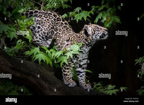 Jaguar Cub Exploring Stock Photo Alamy